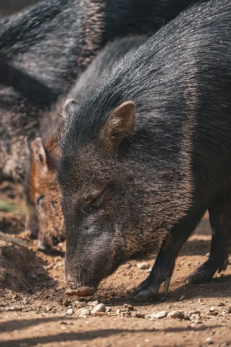Framed Print : Print of Pigs Sniffing Pigs Framed Print : Print of Pigs Sniffing Pigs