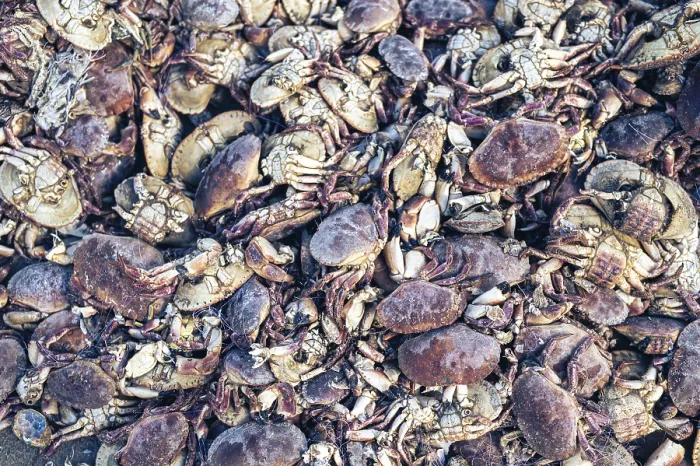 Framed Print : Dead Crabs Print - A macabre beach scene