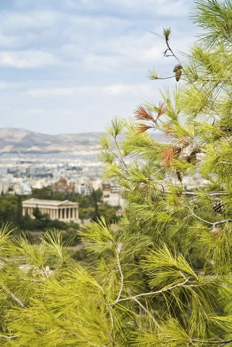 Framed Print : Pine Branch and Temple of Hephaestus Print, Athens, Greece Framed Print : Pine Branch and Temple of Hephaestus Print, Athens, Greece