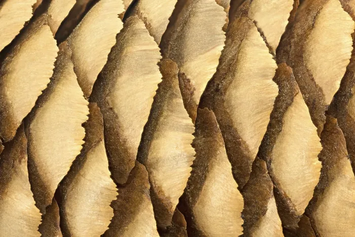 Framed Print : Pine Cone Macro Print Framed Print : Pine Cone Macro Print
