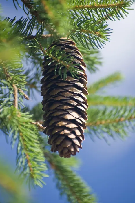 Framed Print : Pine Cone on a Tree Print Framed Print : Pine Cone on a Tree Print