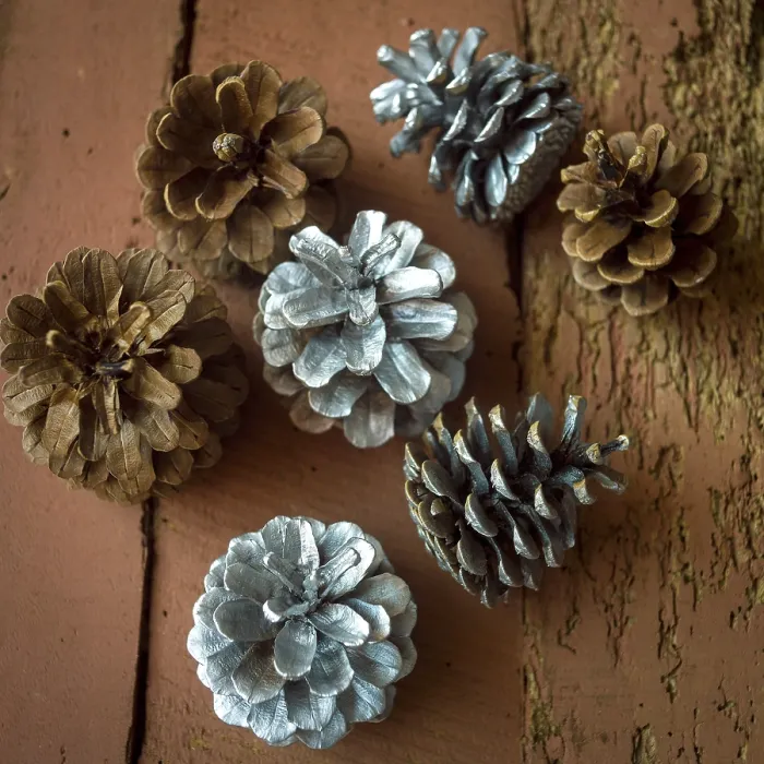 Framed Print : Pine Cones Print - Close-Up Details Framed Print : Pine Cones Print - Close-Up Details