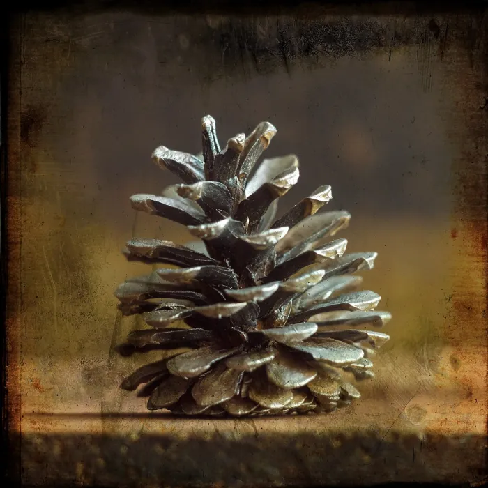 Framed Print : Pine Cones Print: Close-Up Detail of Tree Fruits Framed Print : Pine Cones Print: Close-Up Detail of Tree Fruits