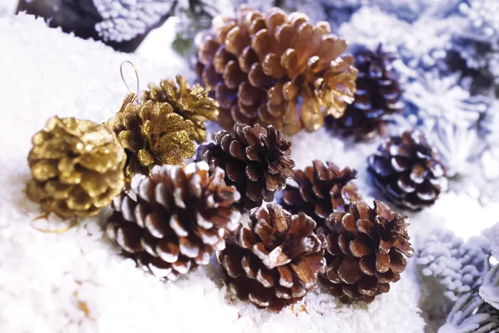 Framed Print : Pine Cones in the Snow Print Framed Print : Pine Cones in the Snow Print