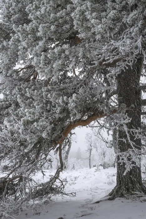 Framed Print : Pine-covered Pine Trees in Snow Print, Norway Framed Print : Pine-covered Pine Trees in Snow Print, Norway