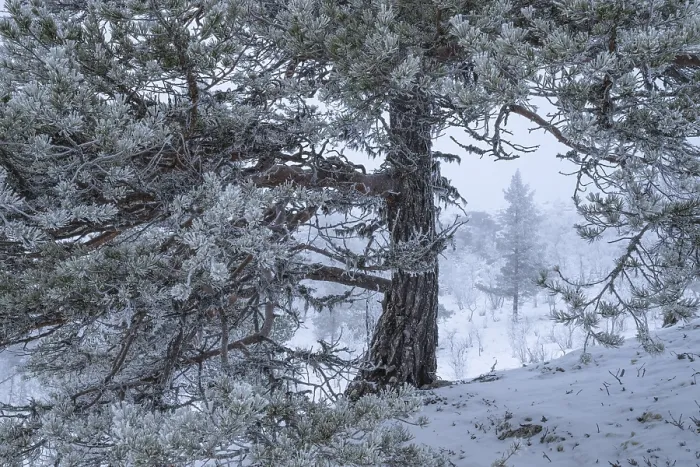 Framed Print : Norway Pine Trees in Snow Print Framed Print : Norway Pine Trees in Snow Print