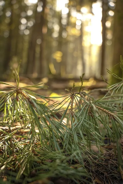 Framed Print : Pine Needles in Evening Light Print, Black Forest Germany Framed Print : Pine Needles in Evening Light Print, Black Forest Germany