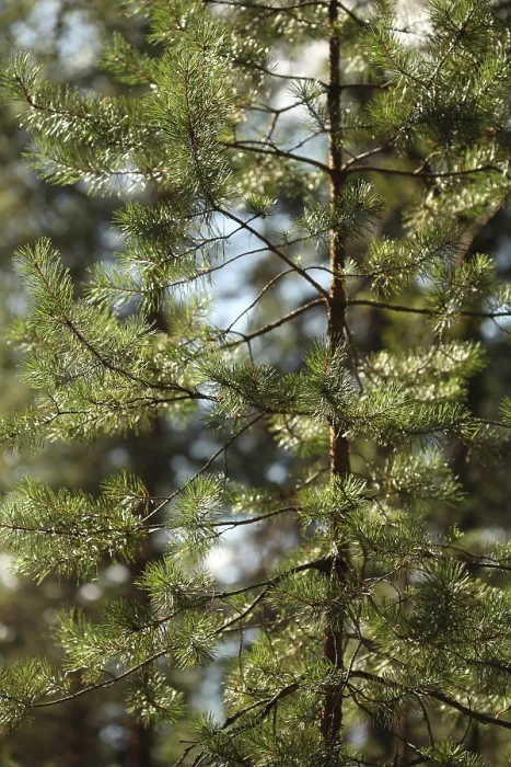 Framed Print : Pine Needles Glittering in the Sun Print Framed Print : Pine Needles Glittering in the Sun Print