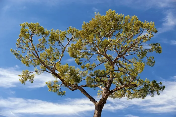 Framed Print : Mediterranean Pine Tree Print Framed Print : Mediterranean Pine Tree Print