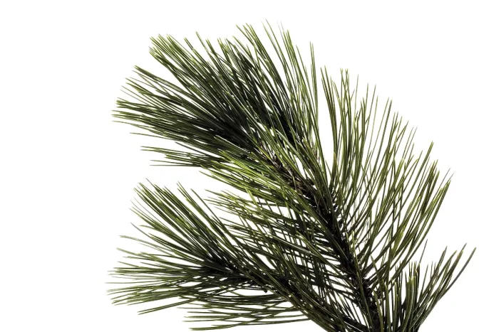 Framed Print : Pine Branch Print - Pinus Tree Study Framed Print : Pine Branch Print - Pinus Tree Study
