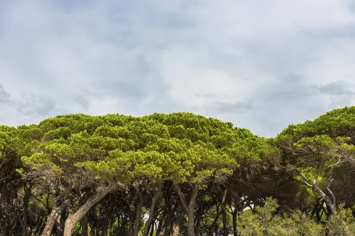 Framed Print : Pine Forest Panorama Print, Italy Framed Print : Pine Forest Panorama Print, Italy