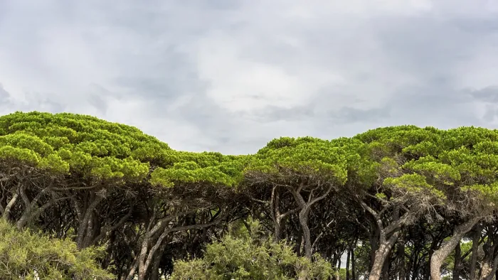 Framed Print : Stone Pine Forest Print, Italy Framed Print : Stone Pine Forest Print, Italy