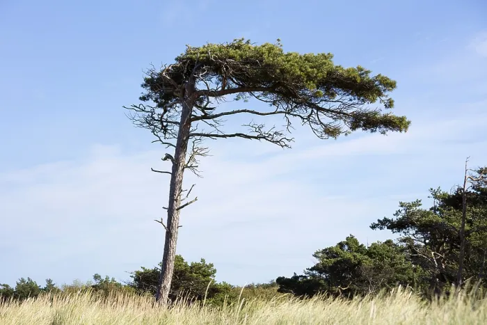 Framed Print : Windswept Pine Tree Print, Germany Framed Print : Windswept Pine Tree Print, Germany