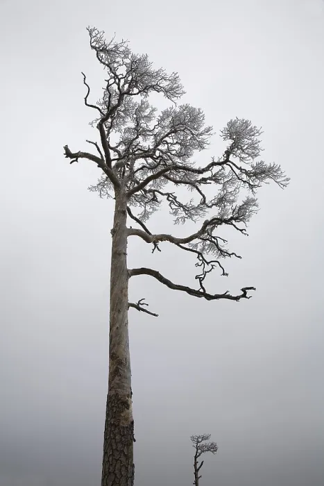 Framed Print : Winter Pine (Pinus) Print