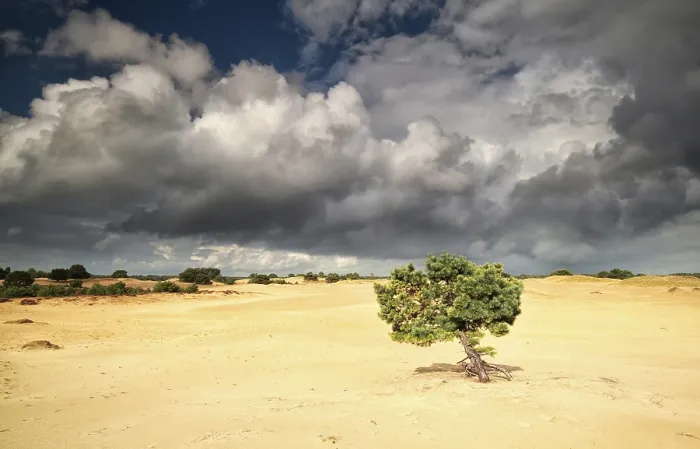 Framed Print : Pine Tree Print: Stormy Clouds Over Sandy Landscape Framed Print : Pine Tree Print: Stormy Clouds Over Sandy Landscape