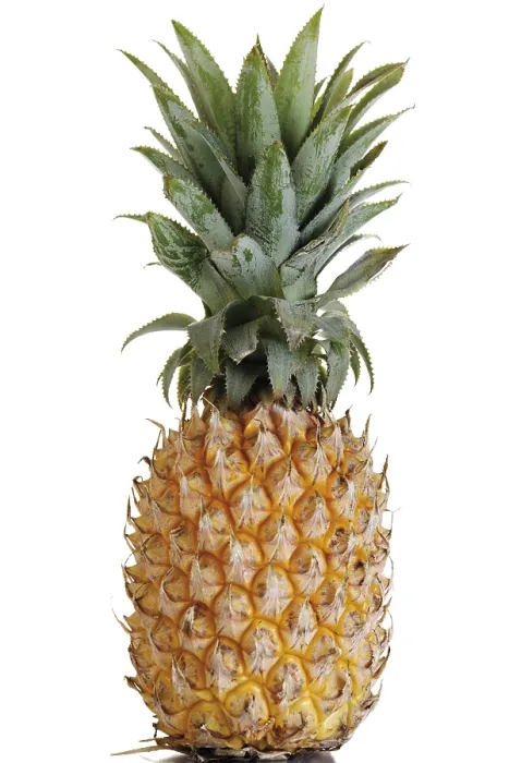 Framed Print : Pineapple Print - Ananas comosus