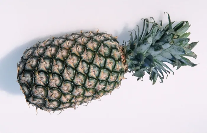 Framed Print : Pineapple Fruit Print (Ananas comosus) Framed Print : Pineapple Fruit Print (Ananas comosus)