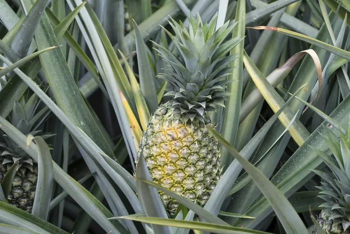 Framed Print : Pineapple Field Print, Costa Rica Framed Print : Pineapple Field Print, Costa Rica