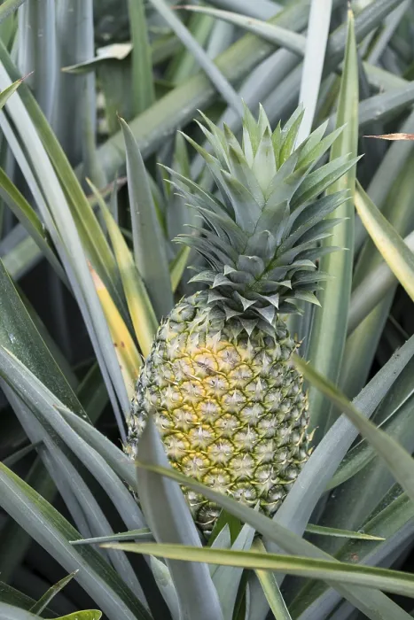 Framed Print : Pineapple Field Print, Costa Rica Framed Print : Pineapple Field Print, Costa Rica