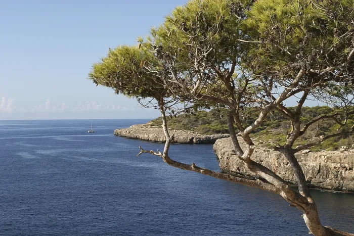 Framed Print : Pines Print, Majorca, Spain Landscape Framed Print : Pines Print, Majorca, Spain Landscape