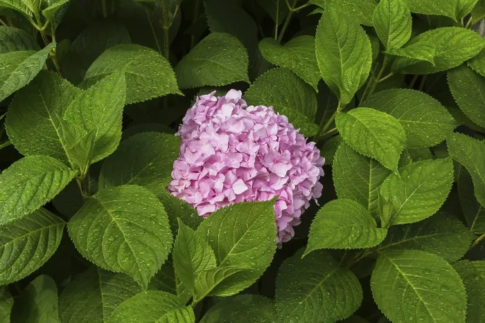 Framed Print : Pink Bigleaf Hydrangea Print, Summer Scene in Quebec Framed Print : Pink Bigleaf Hydrangea Print, Summer Scene in Quebec