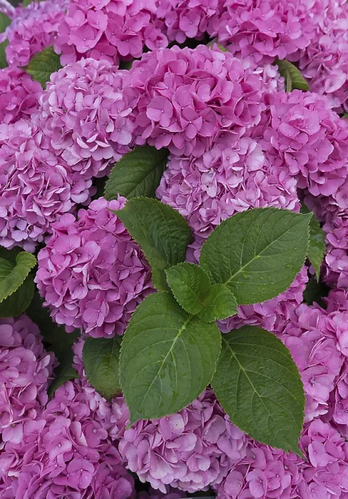 Framed Print : Pink Flowering Bigleaf Hydrangea Print, Germany Framed Print : Pink Flowering Bigleaf Hydrangea Print, Germany