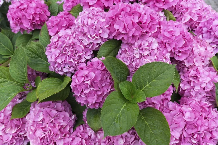 Framed Print : Pink flowering Bigleaf Hydrangea Print, Germany Framed Print : Pink flowering Bigleaf Hydrangea Print, Germany
