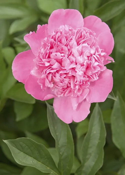 Framed Print : Pink Peony Print - Delicate Floral Bloom