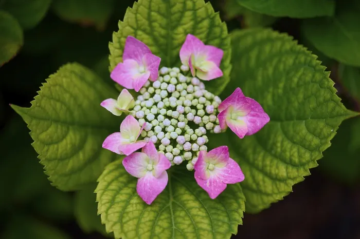 Framed Print : Pink Plate Hydrangea Print, Germany Summer Framed Print : Pink Plate Hydrangea Print, Germany Summer