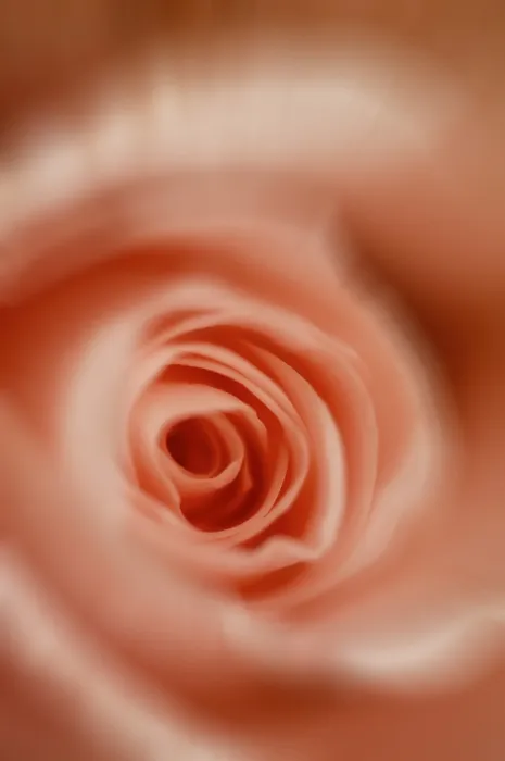 Framed Print : Pink Rose Print - Close-Up Detail Framed Print : Pink Rose Print - Close-Up Detail