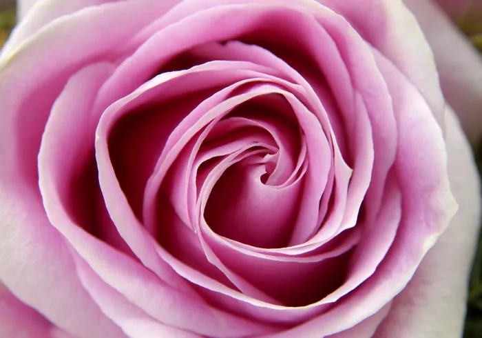 Framed Print : Pink Rose Print from imageBROKER Framed Print : Pink Rose Print from imageBROKER