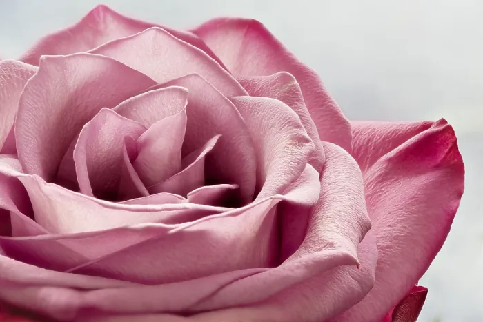 Framed Print : Pink Rose Print, Macro Close-Up Framed Print : Pink Rose Print, Macro Close-Up