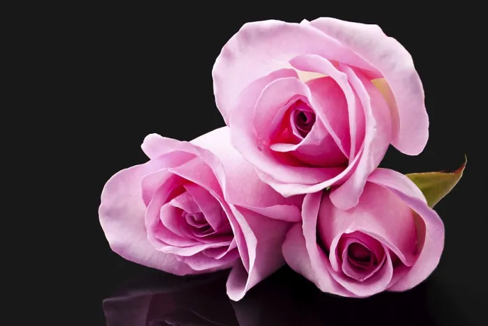 Framed Print : Pink Roses on Black Surface Print with Reflection Framed Print : Pink Roses on Black Surface Print with Reflection