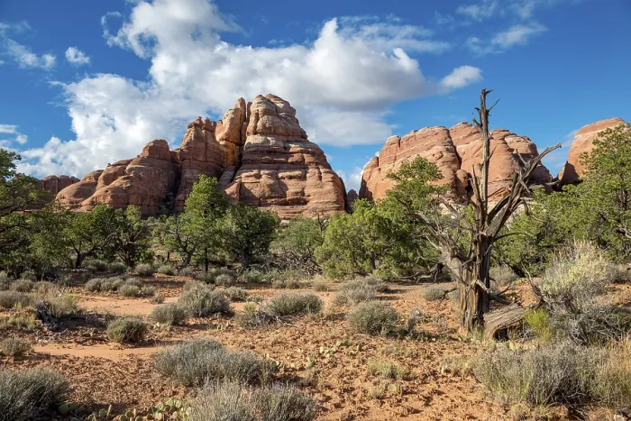 Framed Print : The Needles District Pinnacles Print, Utah Framed Print : The Needles District Pinnacles Print, Utah