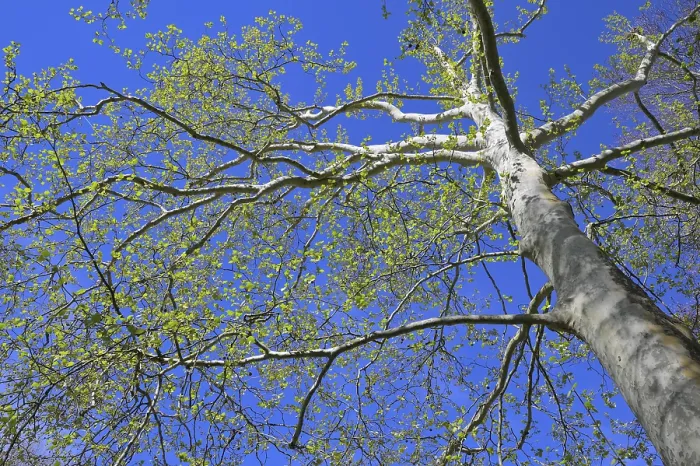 Framed Print : Plane Tree in Spring Print Framed Print : Plane Tree in Spring Print