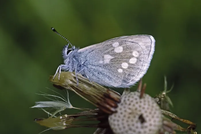Framed Print : Plebeius orbitulus Print - Pale Alpine Blue Butterfly Framed Print : Plebeius orbitulus Print - Pale Alpine Blue Butterfly