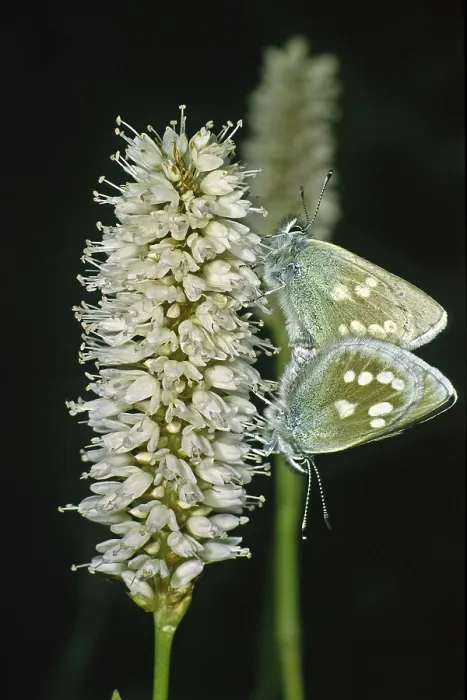 Framed Print : Plebeius orbitulus Print: Pale Alpine Blue Butterfly Framed Print : Plebeius orbitulus Print: Pale Alpine Blue Butterfly