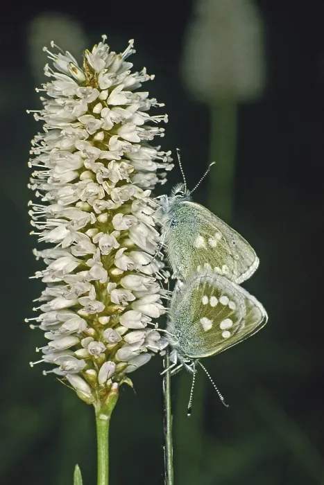 Framed Print : Plebeius orbitulus Print: Pale Alpine Blue Butterfly Framed Print : Plebeius orbitulus Print: Pale Alpine Blue Butterfly
