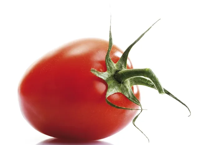 Framed Print : Plum Tomato Print Framed Print : Plum Tomato Print