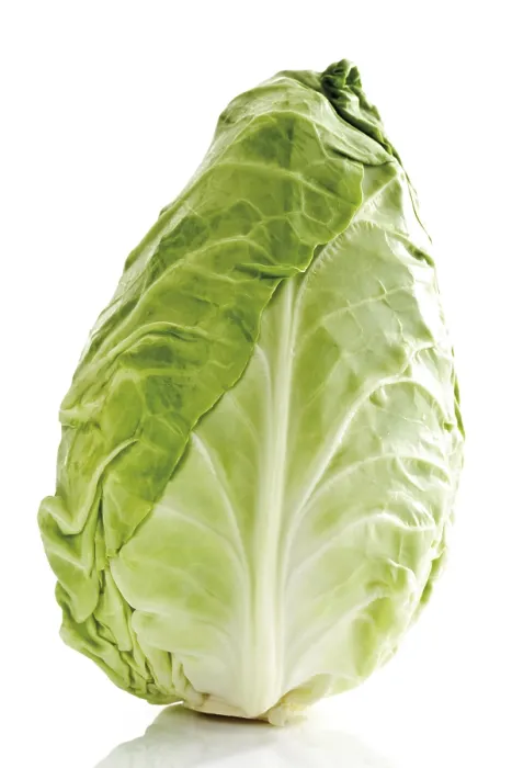 Framed Print : Pointed Cabbage Print, Whole Head Framed Print : Pointed Cabbage Print, Whole Head