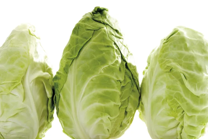 Framed Print : Pointed Cabbage Print, Three Heads Framed Print : Pointed Cabbage Print, Three Heads
