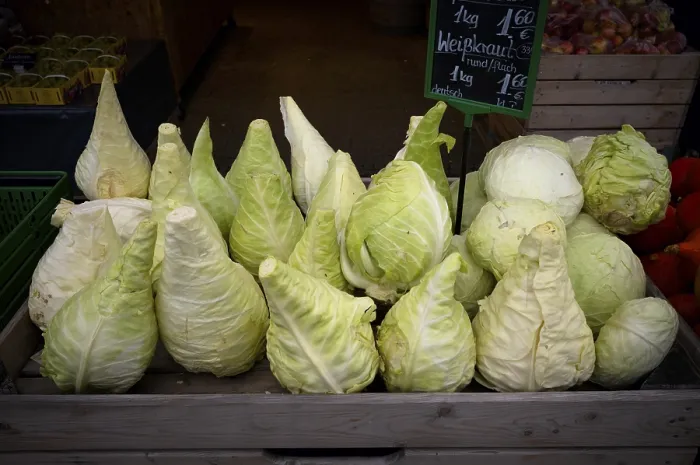 Framed Print : Pointed Cabbage Display Print, Stuttgart, Germany Framed Print : Pointed Cabbage Display Print, Stuttgart, Germany