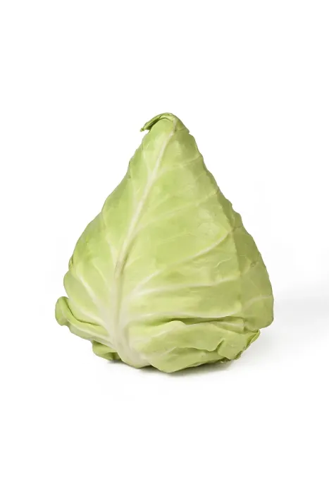 Framed Print : Pointed Cabbage Print on White Background Framed Print : Pointed Cabbage Print on White Background