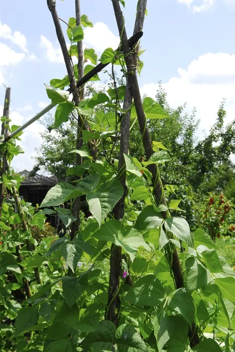 Framed Print : Pole Beans Print Framed Print : Pole Beans Print