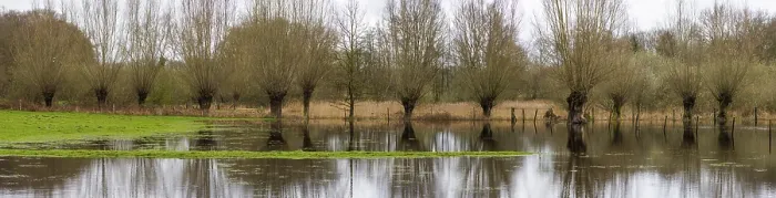 Framed Print : Pollarded willows in the water, Lower Rhine, Germany print Framed Print : Pollarded willows in the water, Lower Rhine, Germany print