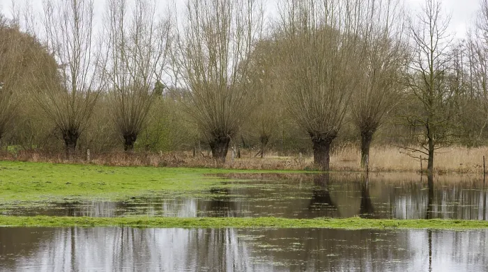 Framed Print : Pollarded Willows Print, Lower Rhine, Germany