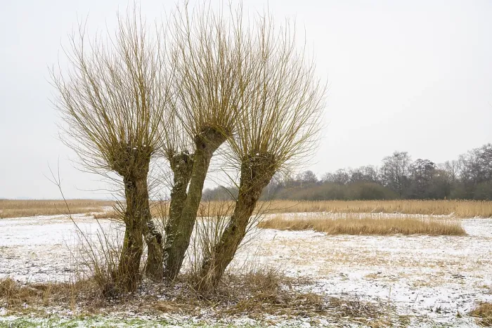 Framed Print : Pollarded Willows Print - Dummer Dyke, Germany Framed Print : Pollarded Willows Print - Dummer Dyke, Germany