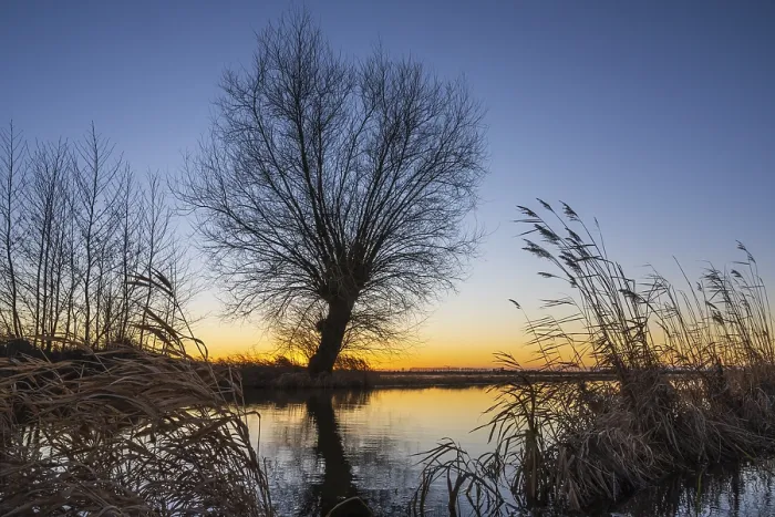 Framed Print : Pollarded Willows Print - Hude, Lower Saxony, Germany