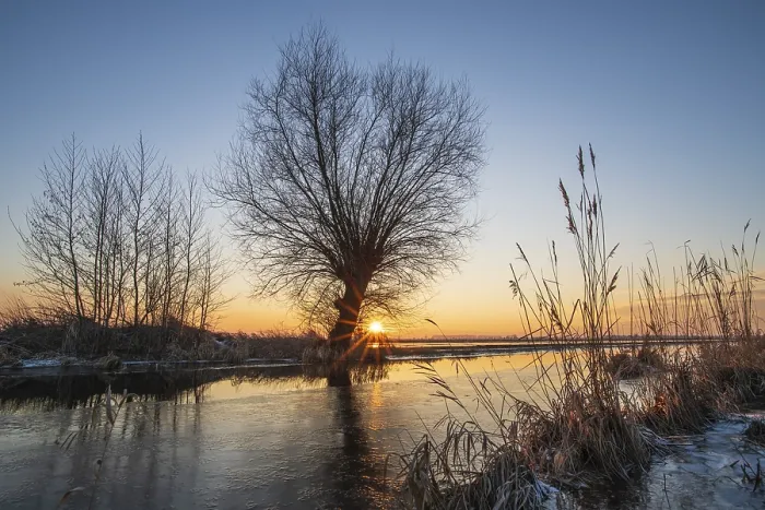 Framed Print : Pollarded Willows Print at Sunset in Hde, Germany Framed Print : Pollarded Willows Print at Sunset in Hde, Germany