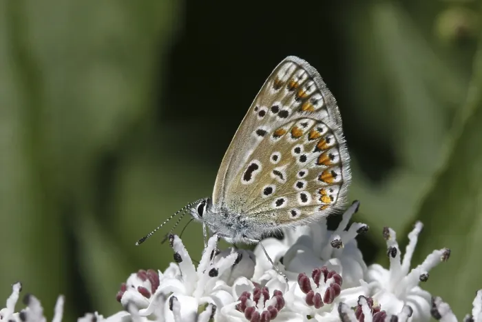 Framed Print : Blauling Polyommatus Print